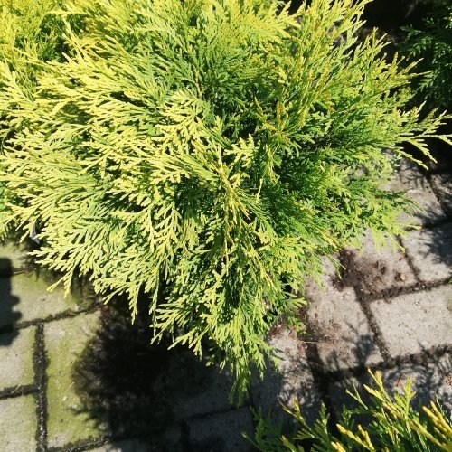 Tuja Z Padn Golden Globe Thuja Occidentalis Cm Kont L