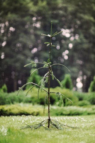 Smrek obyčajný Dr. Barański, Picea abies  +100 cm, kont. 3l