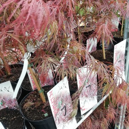 Javor dlaňovitolistý Crimson Queen, Acer palmatum , 40 – 70 cm, kontajner C 3
