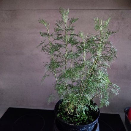Palina abrotanová COLA , Artemisia abrotanum, kont. 3l