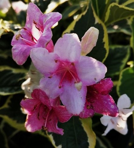 Vajgela ružová Nana Variegata , Weigela florida, 20 – 30 cm ,kontajner 3l