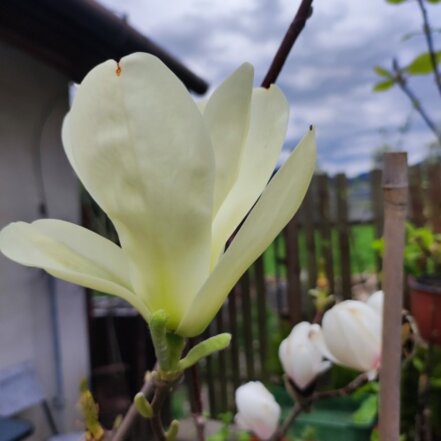 Magnolia Sayonara, Magnolia, + 150 cm, kont. 5l