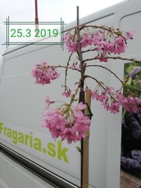 Čerešňa pilovitá Beni-shidare, Prunus serrulata 120 - 180 cm, kont. 3