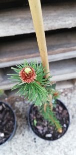 Smrek obyčajný Dr. Barański, Picea abies  +100 cm, kont. 3l