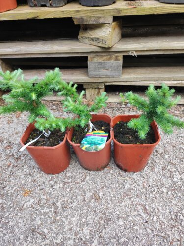 Smrekovec Japonský Blue Dwarf, Larix kaempferi 20 - 50 cm, kont. 3l