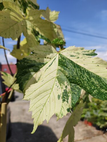 Javor horský Simon Louis Freres,  Acer pseudoplatanus 120 - 170 cm, kont. 5