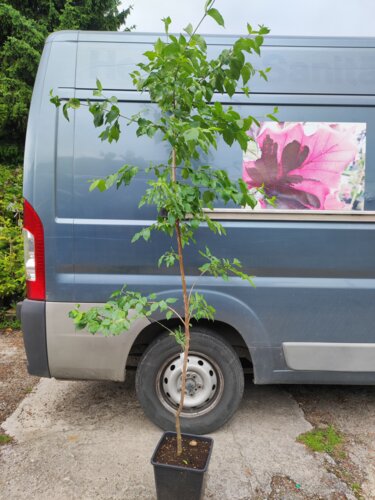 Drieň obyčajný, Cornus mas, +170 cm, kontajner 3l