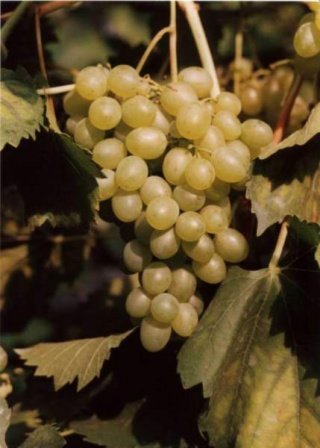 Vinič hroznorodý Miodova, Vitis vinifera, kontajnerovaná sadenica 1 l