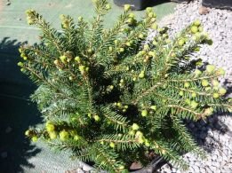Smrek obyčajný Pumila Nigra, Picea abies 20 - 30 cm, kont. 3l