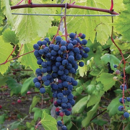 Vinič hroznorodý Frontenac, Vitis vinifera, kontajnerovaná sadenica 1l