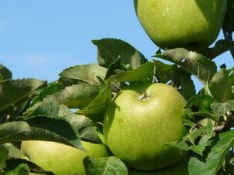 Jabloň domáca Bolero, Malus domestica 100 - 150 cm, kont. 2 l