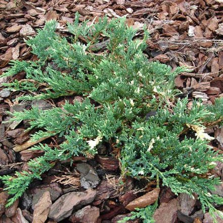 Borievka rozprestretá Villa Maria, Juniperus horizontalis 15 - 25 cm, kont. 3l