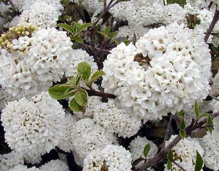 Kalina obyčajná Eskimo, Viburnum opulus, na kmienku 150 cm, kontajner. 5 l