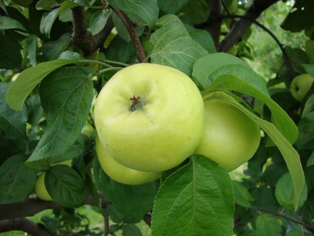 Jabloň domáca Antonovka + Lobo, Malus domestica 130 - 150 cm, kont. 3,5 l