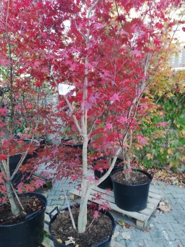 Javor dlaňovitolistý Atropurpureum, Acer palmatum, 30 – 70 cm, kontajner 3l