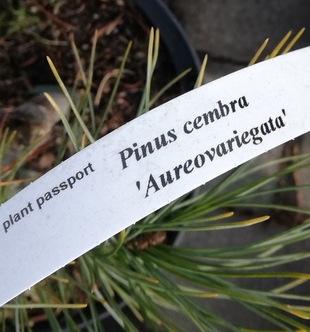 Borovica limbová Aureovariegata, Pinus cembra, 20 - 30 cm, kont. 3l
