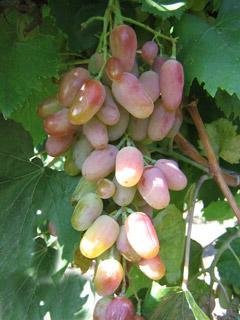 Vinič hroznorodý Dienal, Vitis vinifera, kontajnerovaná sadenica 1 l