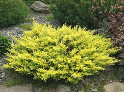 Borievka plazivá Golden Carpet, Juniperus horizontalis 15 - 20 cm, kont. 3l