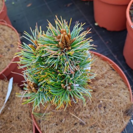 Borovica drobnokvetá Goldschmied , Pinus parviflora, kmeň +40 cm