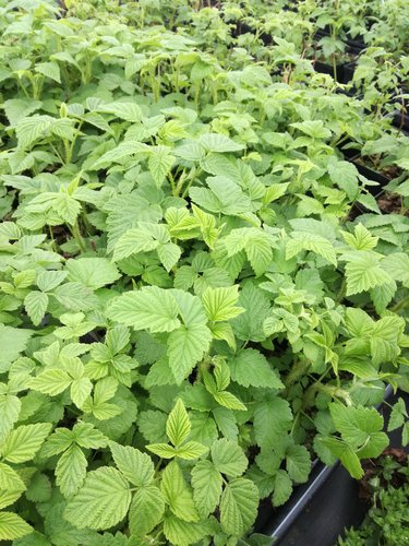 Malina Golden Queen, Rubus idaeus 20 - 30 cm kontajner 0,5 l