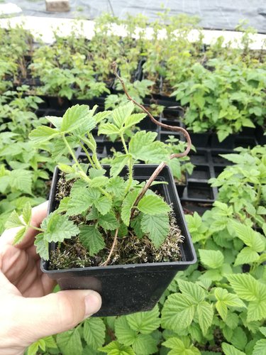 Malina Golden Queen, Rubus idaeus 20 - 30 cm kontajner 0,5 l