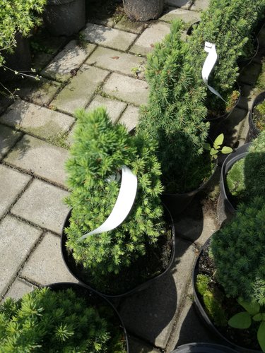 Smrek biely Piccolo, Picea Glauca, 20 - 30 cm, kont. 3l