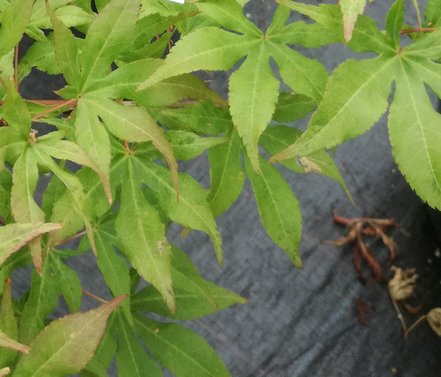 Javor dlaňovitolistý Ukigumo, Acer palmatum, + 50 cm, kontajner C 2