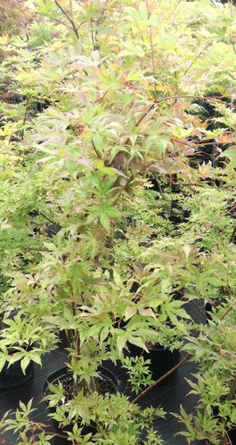 Javor dlaňovitolistý Ukigumo, Acer palmatum, + 50 cm, kontajner C 2