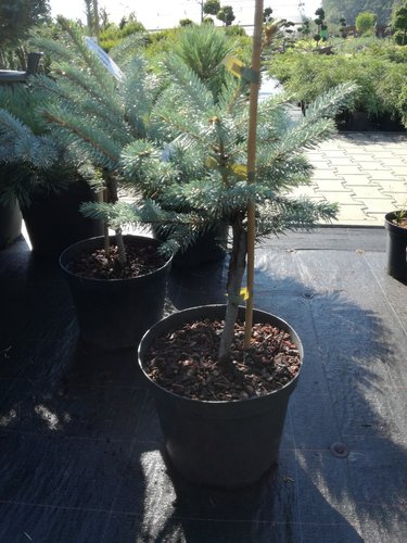 Smrek pichľavý Fat Albert, Picea pungens, kontajner C5, výška 40-50