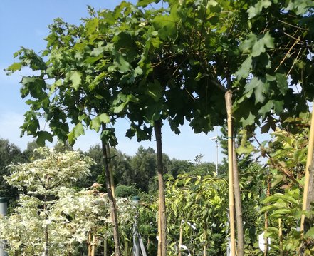 Javor poľný Nanum, Acer campestre, 140 – 170 cm, kontajner 5l