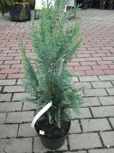 Cypruštek lawsonov Columnaris, Chamaecyparis lawsoniana, 40 - 60 cm, kont. 3l