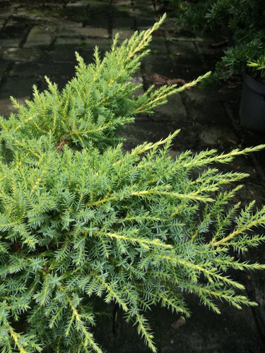 Borievka pfitzerová Dierks Goldpfitzer , Juniperus x pfitzeriana 50 - 60 cm, kont. 3l