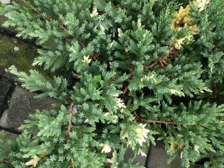 Borievka čínska Expansa Variegata , Juniperus chinensis, 40 – 50 cm, kontajner 3l