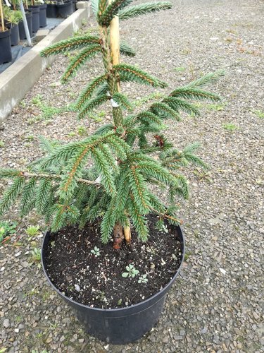 Smrek východný Aureospicata, Picea orientalis 40 -50 cm, kont. 3l