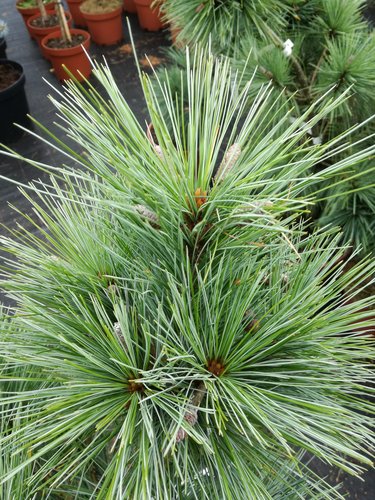 Borovica Schwerinova Wiethorst, Pinus x schwerinii, kontajner C5,  30 – 50 cm