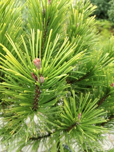 Borovica čierna  Globosum (na kmienku), Pinus nigra 40 - 50 cm, kont. 3l