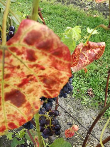 Vinič hroznorodý Buffalo, Vitis labrusca, kontajnerovaná sadenica 1 l