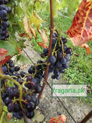 Vinič hroznorodý Buffalo, Vitis labrusca, kontajnerovaná sadenica 1 l