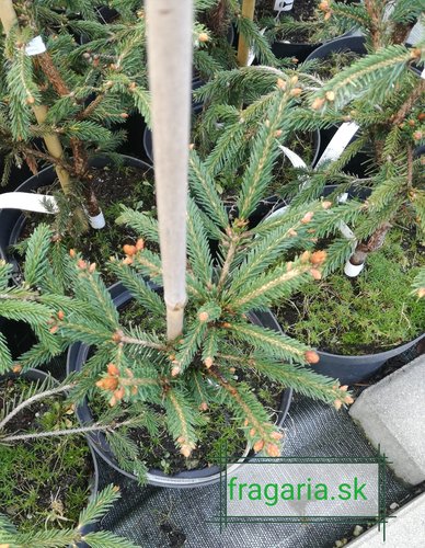 Smrek obyčajný Finedonensis, Picea abies 30 - 40 cm, kont. 3l