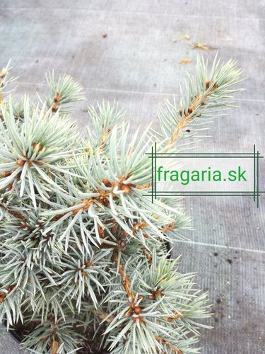 Smrek pichľavý Mecki, Picea pungens 20 - 40 cm, kont. 3l