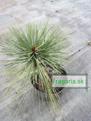 Borovica jeffreyova Joppi, Pinus jeffreyi Joppi, 30 - 35 cm, kont. 3l