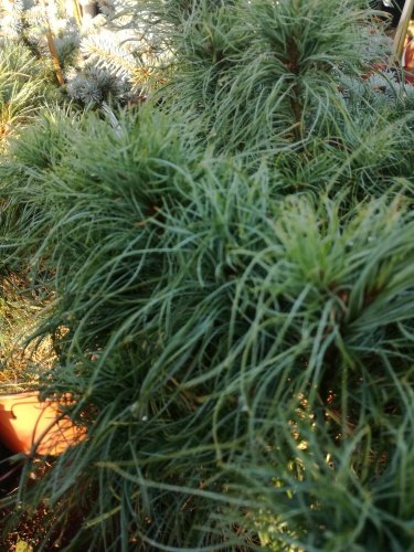 Borovica hladká Tiny Curls, Pinus strobus, kontajner C2,  20 - 30 cm
