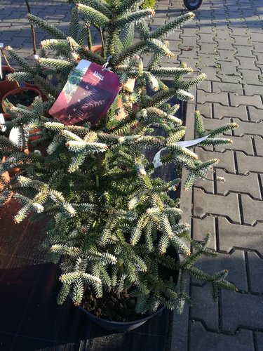 Jedľa španielská Aurea, Abies pinsapo 30 - 60 cm, kont. 5l