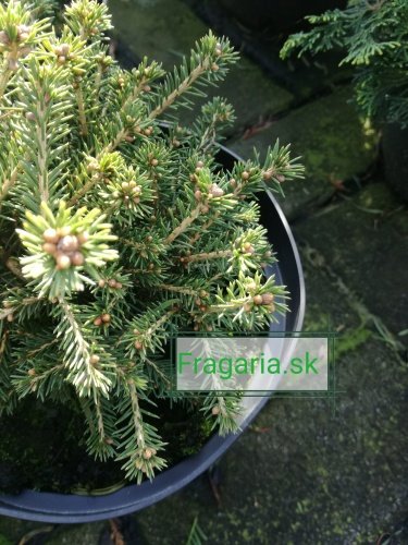 Smrek obyčajný Four Winds, Picea abies 10 - 15 cm, kont. 3l