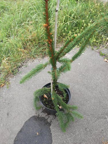 Smrek obyčajný Virgata, Picea abies 80 - 130 cm, kont. 10l