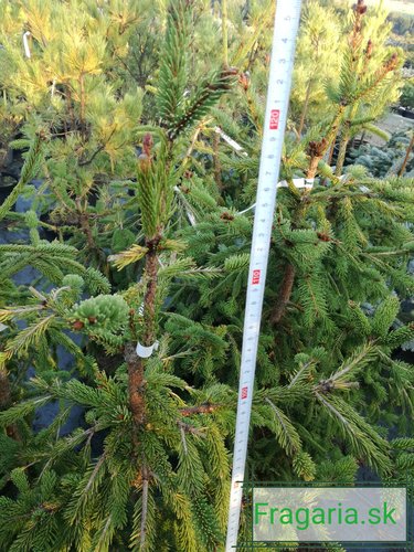 Smrek obyčajný Finedonensis, Picea abies 120 - 130 cm, kont. 10l