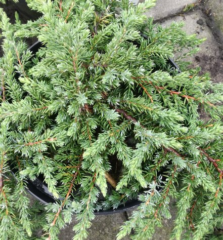 Borievka obyčajná Greenmantle, Juniperus communis 15 - 20 cm, kont. 3l