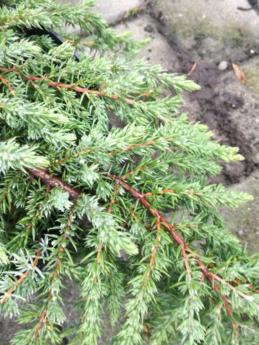 Borievka obyčajná Greenmantle, Juniperus communis 15 - 20 cm, kont. 3l