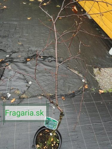 Breza previsnutá Aurea nana, Betula pendula, 80 - 100 cm, kont. 5I