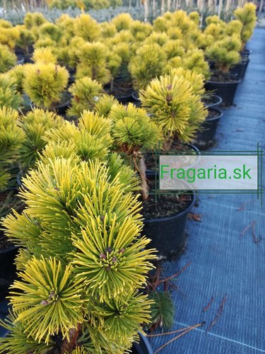Borovica horská Wintergold, Pinus mugo 20 - 40 cm, kont. 3l